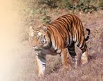 Ranthambore National Park